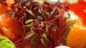 Pousses de betteraves